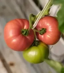 Семена томата Эсмира F1, п.е. 1 тыс. семян (Rijk Zwaan)