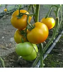 Насіння томату Єллоу Болл F1, п.о. 250 насінин (Spark Seeds)