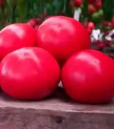 Семена томата Макан F1, п.е. 250 семян (Clause)