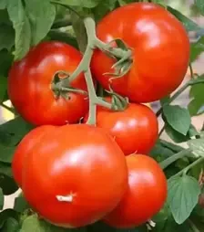 Семена томата Нада F1, п.е. 1 тыс. семян (Esasem)