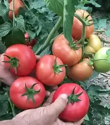 Насіння томату Села F1, п.о. 1 тис. насінин (Libra Seeds)