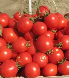 Семена томата Солероссо F1, п.е. 25 тыс. семян (Nunhems)