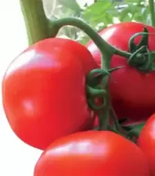 Насіння томату Ядвіга F1, п.о. 500 насінин (Kitano Seeds)