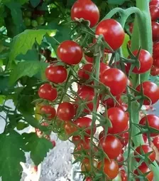 Семена томата ES 5005-270 F1, п.е. 100 семян (Ergon)