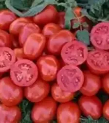 Насіння томату 1311 F1, п.о. 5000 насінин (Lark Seeds)