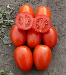 Насіння томату 1785 F1, п.о. 5000 насінин (Lark Seeds)