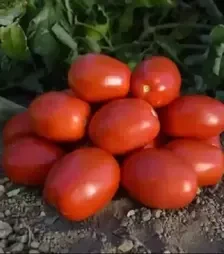 Насіння томату 1892 F1, п.о. 5000 насінин (Spark Seeds)