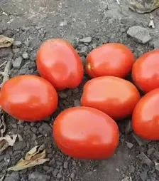 Насіння томату 2053 F1, п.о. 5000 насінин (Spark Seeds)