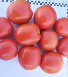 Насіння томату 9960 F1, п.о. 5000 насінин (Spark Seeds)