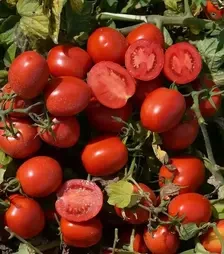 Насіння томату 1015 F1, п.о. 500 насінин (Heinz)