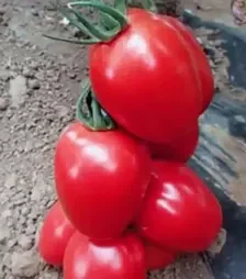 Семена томата Пинк Пионер F1, п.е. 100 семян (Sakata)