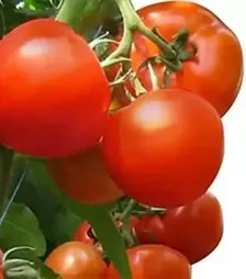 Насіння томату Агіліс F1, п.о. 500 насінин (Enza Zaden)