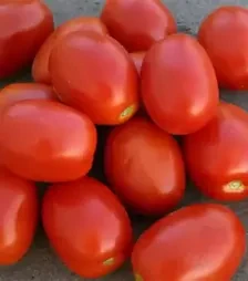 Семена томата Адванс F1, п.е. 25 тыс. семян (Nunhems)