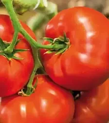 Семена томата Биг Биф F1, п.е. 250 семян (Seminis)