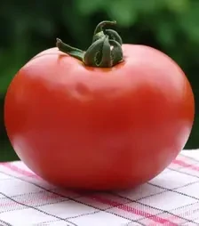 Насіння томату Дафне F1, п.о. 500 насінин (Moravoseed)