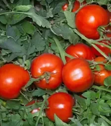 Насіння томату Аніта F1, п.о. 1 тис. насінин (Kitano Seeds)