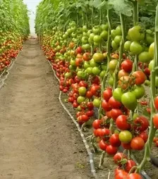 Семена томата Барибин F1, п.е. 500 семян (Syngenta)