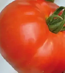 Насіння томату Берберана F1, п.о. 500 насінин (Enza Zaden)