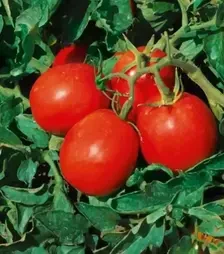 Насіння томату Бленд F1, п.о. 1 тис. насінин (Esasem)