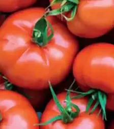 Насіння томату Бодерін F1, п.о. 500 насінин (Syngenta)