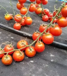 Семена томата Шармант F1, п.е. 500 семян (Moravoseed)