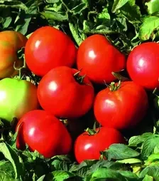 Насіння томату Дайсон F1, п.о. 500 насінин (Esasem)