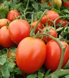 Семена томата Галера, 1 кг (Moravoseed)