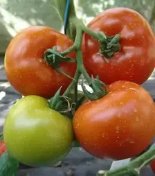 Семена томата Гарди F1, п.е. 500 семян (Moravoseed)