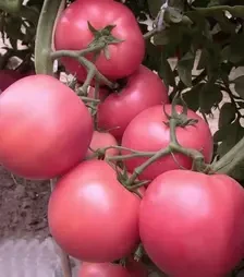 Семена томата Глорианс F1, п.е. 500 семян (Solare Sementi)