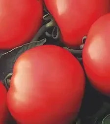 Насіння томату Дебют F1, п.о. 1 тис. насінин (Seminis)