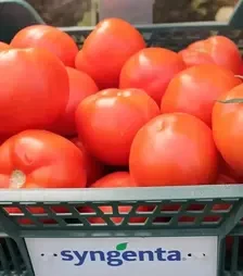 Насіння томату Девонет F1, п.о. 500 насінин (Syngenta)