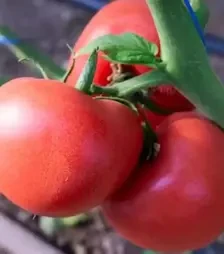 Семена томата Панамера F1, п.е. 250 семян (Clause)