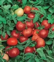 Семена томата Джокер F1, п.е. 1 тыс. семян (Hazera)