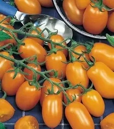 Насіння томату Датло F1, п.о. 1 тис. насінин (Semo)