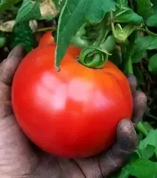 Насіння томату Ергус F1, п.о. 1 тис. насінин (Semo)