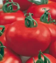 Насіння томату Зофка F1, п.о. 1 тис. насінин (Semo)