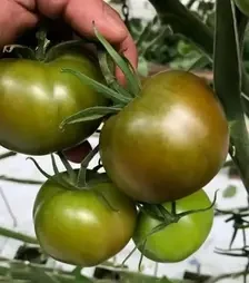 Семена томата Индира F1, п.е. 250 семян (Breeding Seeds)