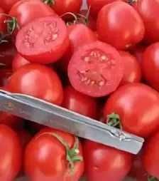 Насіння томату Дредд F1, п.о. 500 насінин (Spark Seeds)