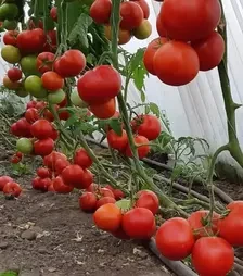 Семена томата Дримболл F1, п.е. 500 семян (Nunhems)