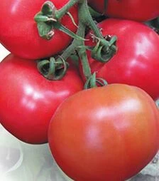 Насіння томату Касаморі F1, п.о. 500 насінин (Kitano Seeds)