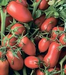 Семена томата Умекс F1, п.е. 2.5 тыс. семян (Syngenta)