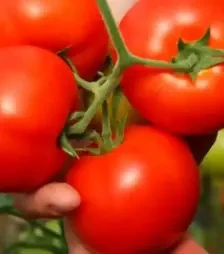 Насіння томату Інтерленд F1, п.о. 1 тис. насінин (Nunhems)