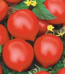 Насіння томату Ісла-Гранде F1, п.о. 500 насінин (Nasko)