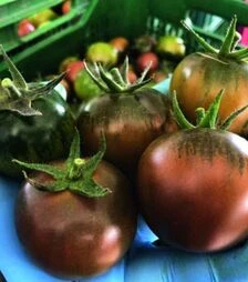 Насіння томату Кам F1, п.о. 1 тис. насінин (Esasem)