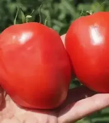 Семена томата Кафа F1, п.е. 1 тыс. семян (Clause)