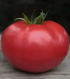 Семена томата Кибо F1, п.е. 500 семян (Kitano Seeds)