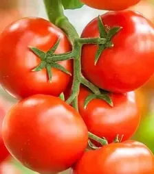 Семена томата Игидо F1, п.е. 500 семян (Seminis)