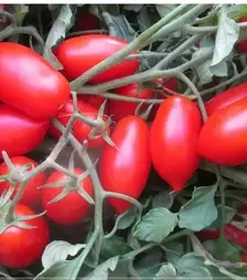 Семена томата Кувалино Россо F1, п.е. 1 тыс. семян (Cora Seeds)