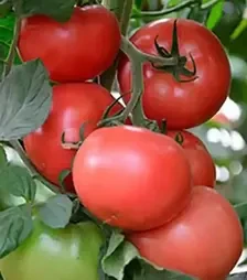 Семена томата Канна 218 F1, п.е. 500 семян (Seminis)