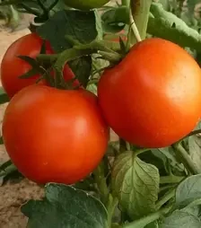 Насіння томату Корвінус F1, п.о. 500 насінин (Seminis)